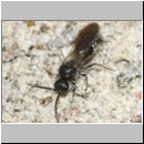 Smicromyrme rufipes - Rotbeinige Spinnenameise m06 10mm.jpg